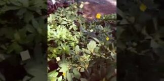 Irpinia Plant