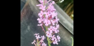 I Fiori della Barisella