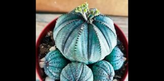 Agribernardo Luigi – Cactacee e succulente da collezione
