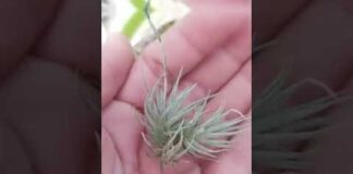 Florovivaistica Villacidro – Tillandsia da interno e da esterno e neoregelia